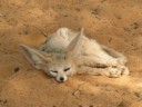 Near Sebha - Zoo - Fennec fox