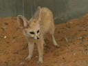 Near Sebha - Zoo - Fennec fox
