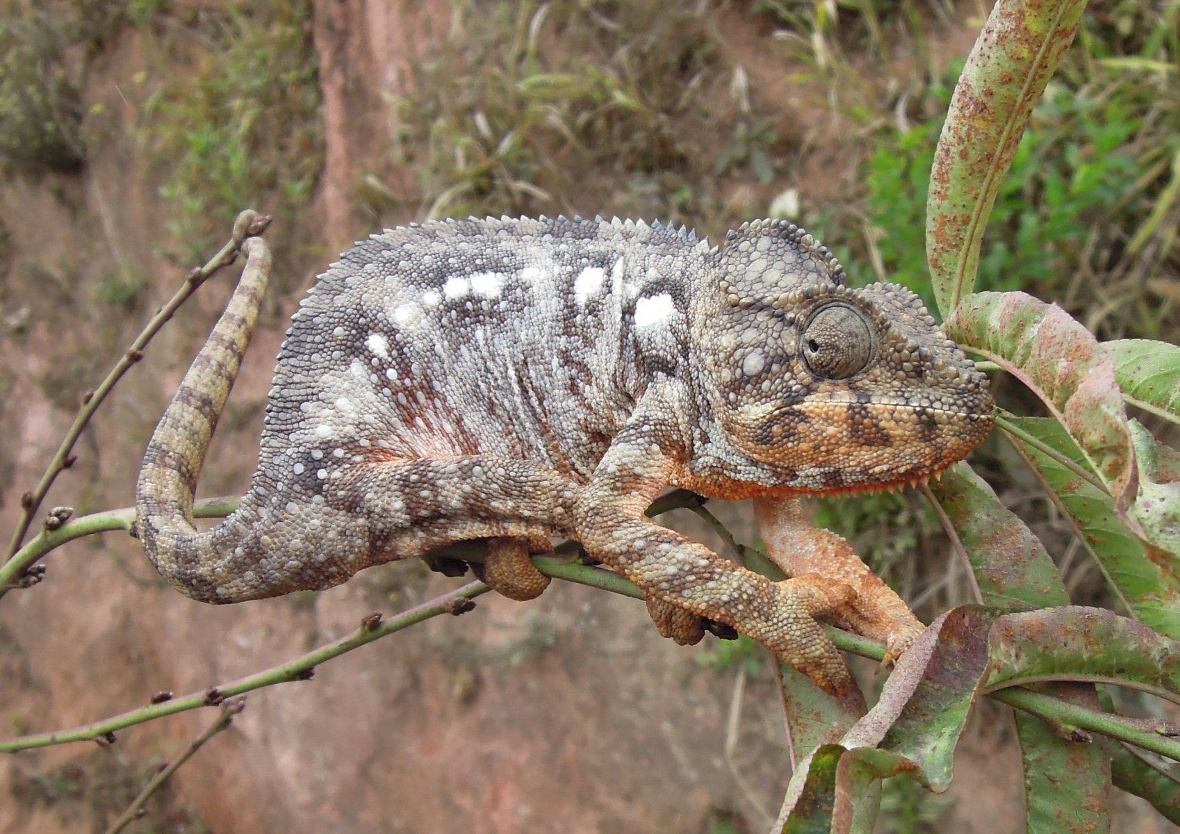 Near Fianarantsoa - Malagasy giant chameleon (Furcifer oustaleti)