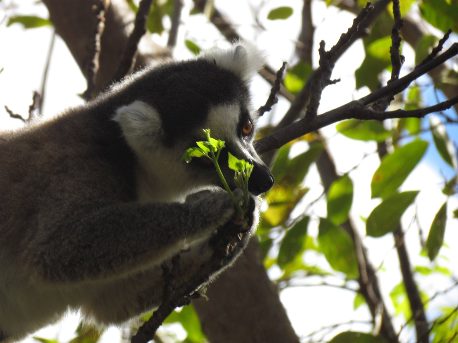 Anja reserve - Ringtailed lemur