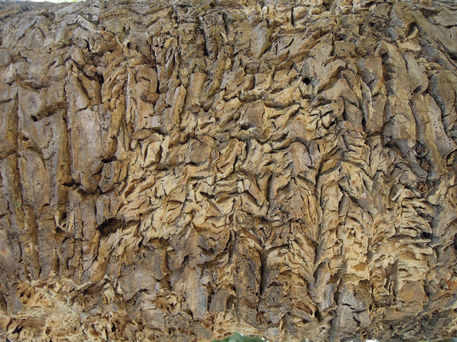 Isalo national park - Soft palm tree bark