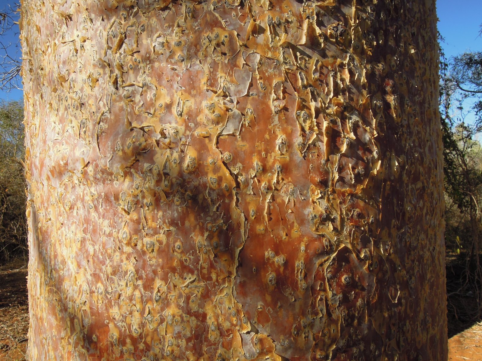 Ifaty - Reniala park - Baobab