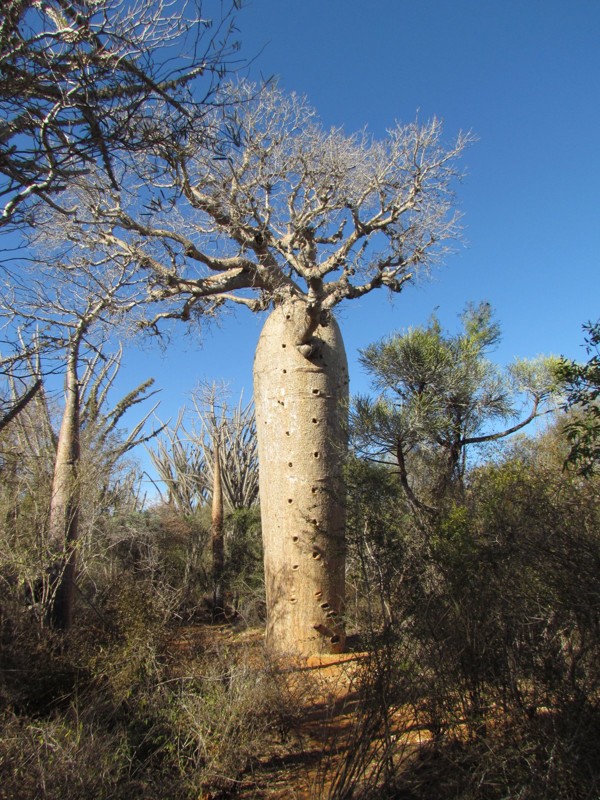 Ifaty - Reniala park - Baobab