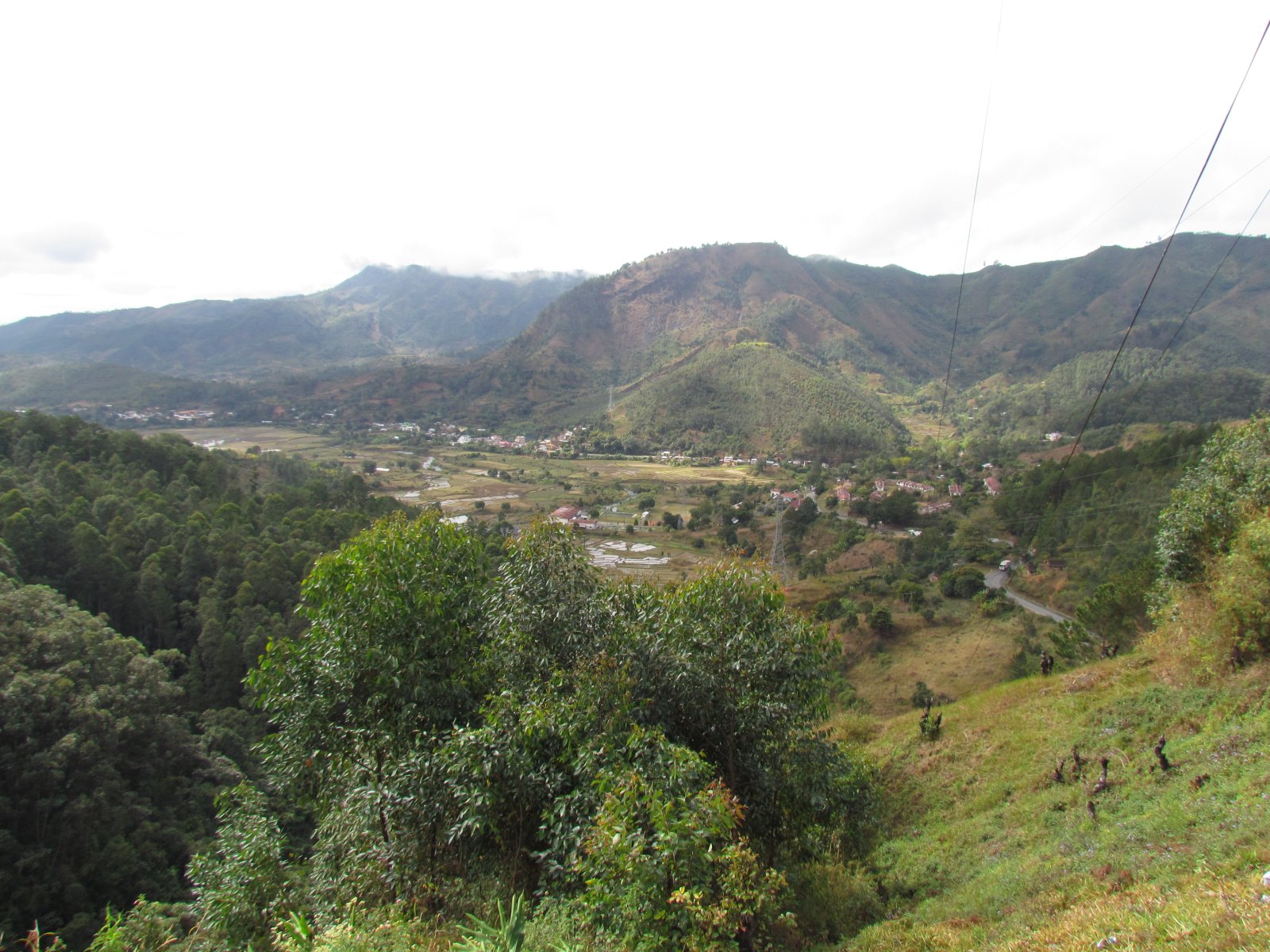 Mandraka