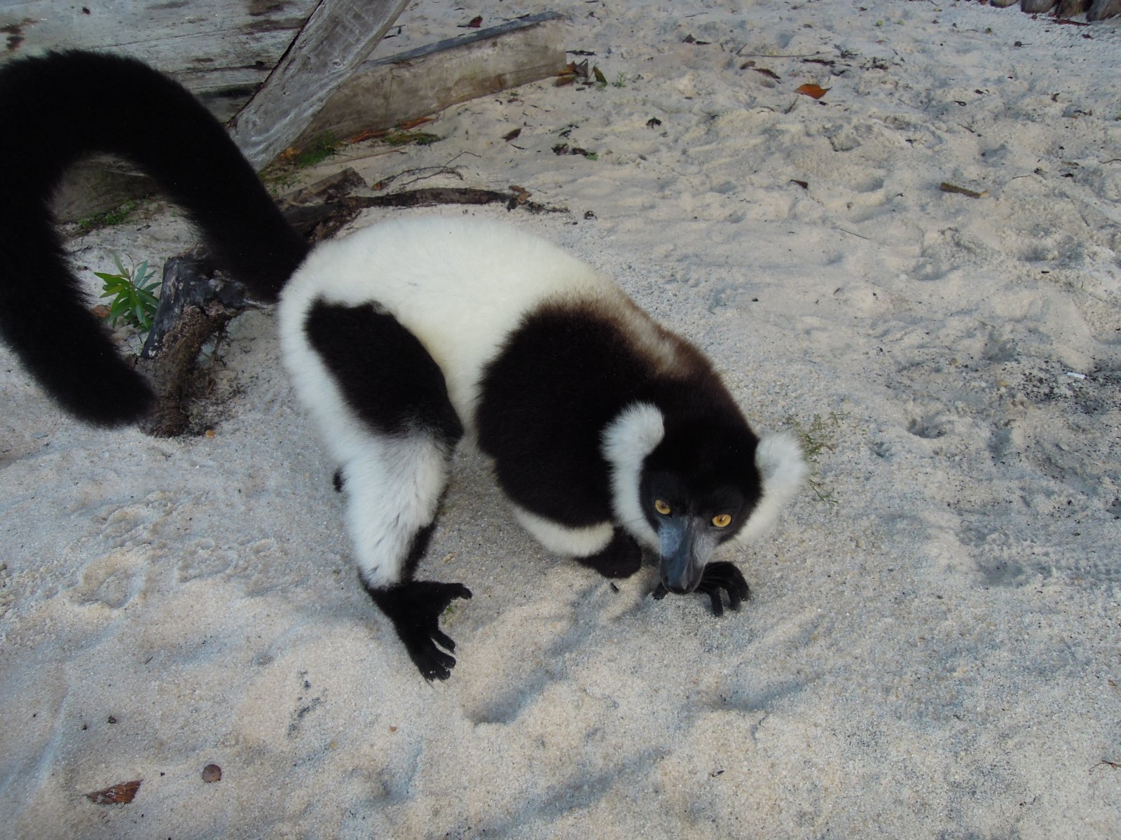 Pangalanes lakes - Black and white ruffed lemur