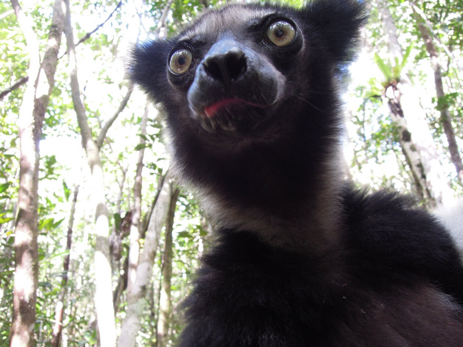 Palmarium reserve - Indri