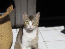 Antananarivo - Food market - Cat
