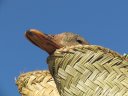 Ambohimanjaka - Duck on the roof of a taxi-brousse