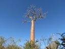 Ifaty - Reniala park - Baobab