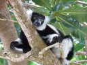 Nosy Nato - Black and white ruffed lemur