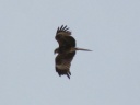 Near Erdenesant - Black Kite (Milvus migrans)
