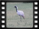 Khogno Khan national park - Demoiselle crane (Grus virgo)