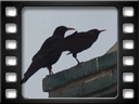 Kharkhorin - Erdene Zuu monastery - Red-billed chough (Pyrrhocorax pyrrhocorax)