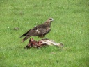 Near Khangai Camp - Black Kite (Milvus migrans) on a horse head