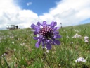 Near Zaankhushuu - Scabiosa comosa
