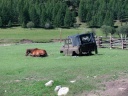 Near Jargalant - Horse and carwreck