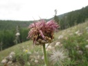 Near Khuvsgul lake - Maral root (Rhaponticum)