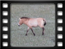 Khustai park - Przewalski's horse