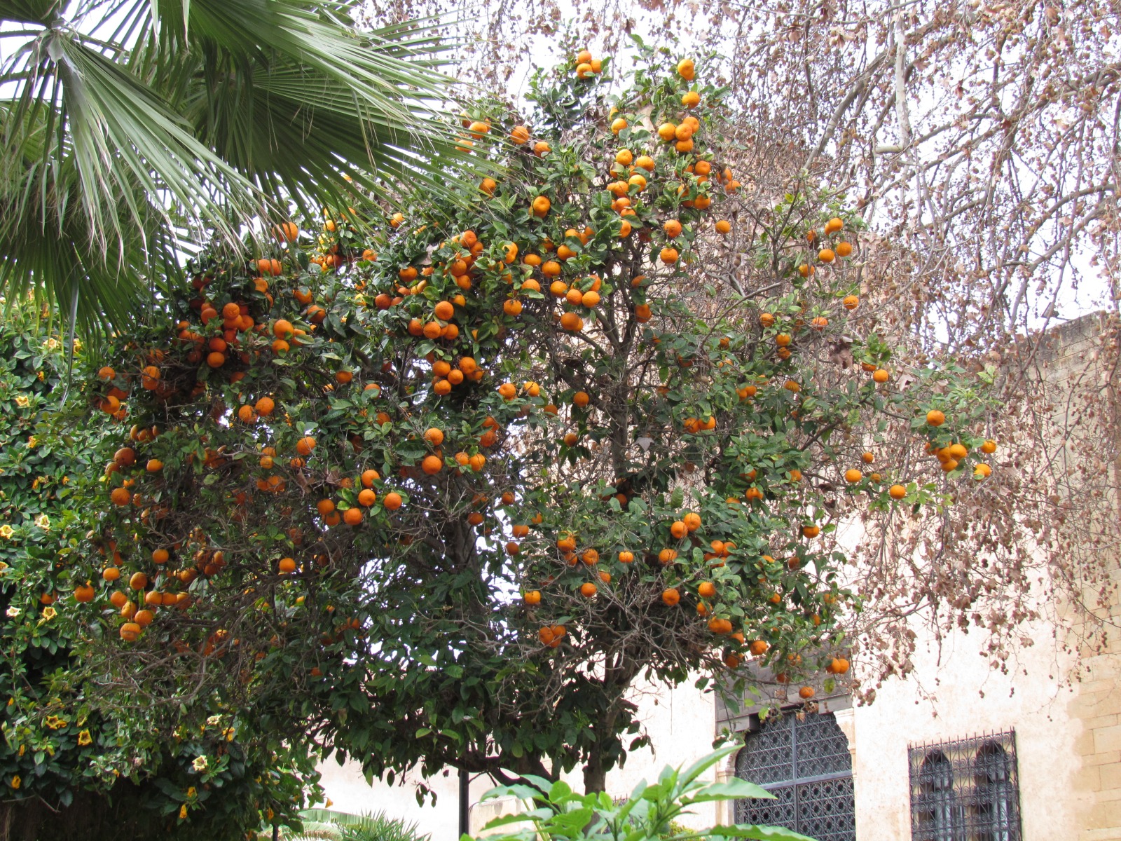Rabat - Kasbah of the Udaya - Andalusian Gardens - Orange trees