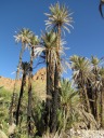 Ait Snan - Burned palma trees