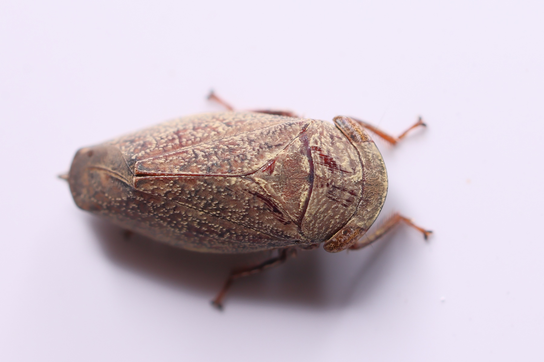 Windhoek - Hotel Uhland - Bark leafhopper (Afrorubria)