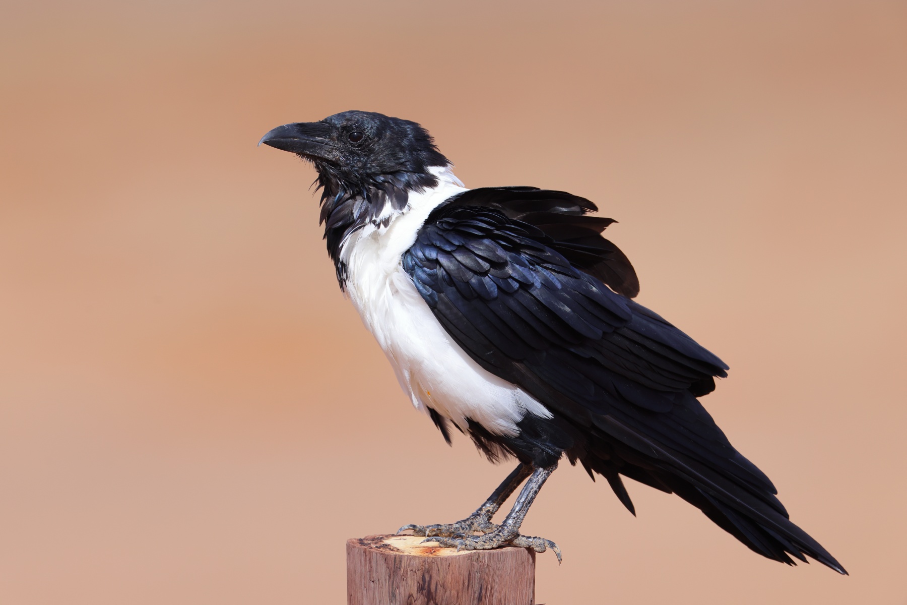 Sossusvlei - Dune 40 - Pied crow (Corvus albus)