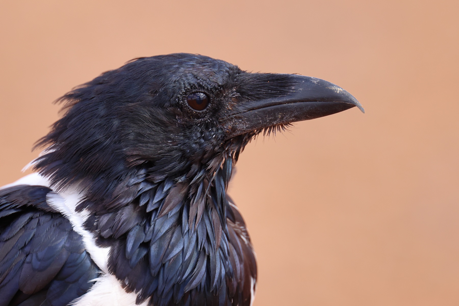Sossusvlei - Dune 40 - Pied crow (Corvus albus)