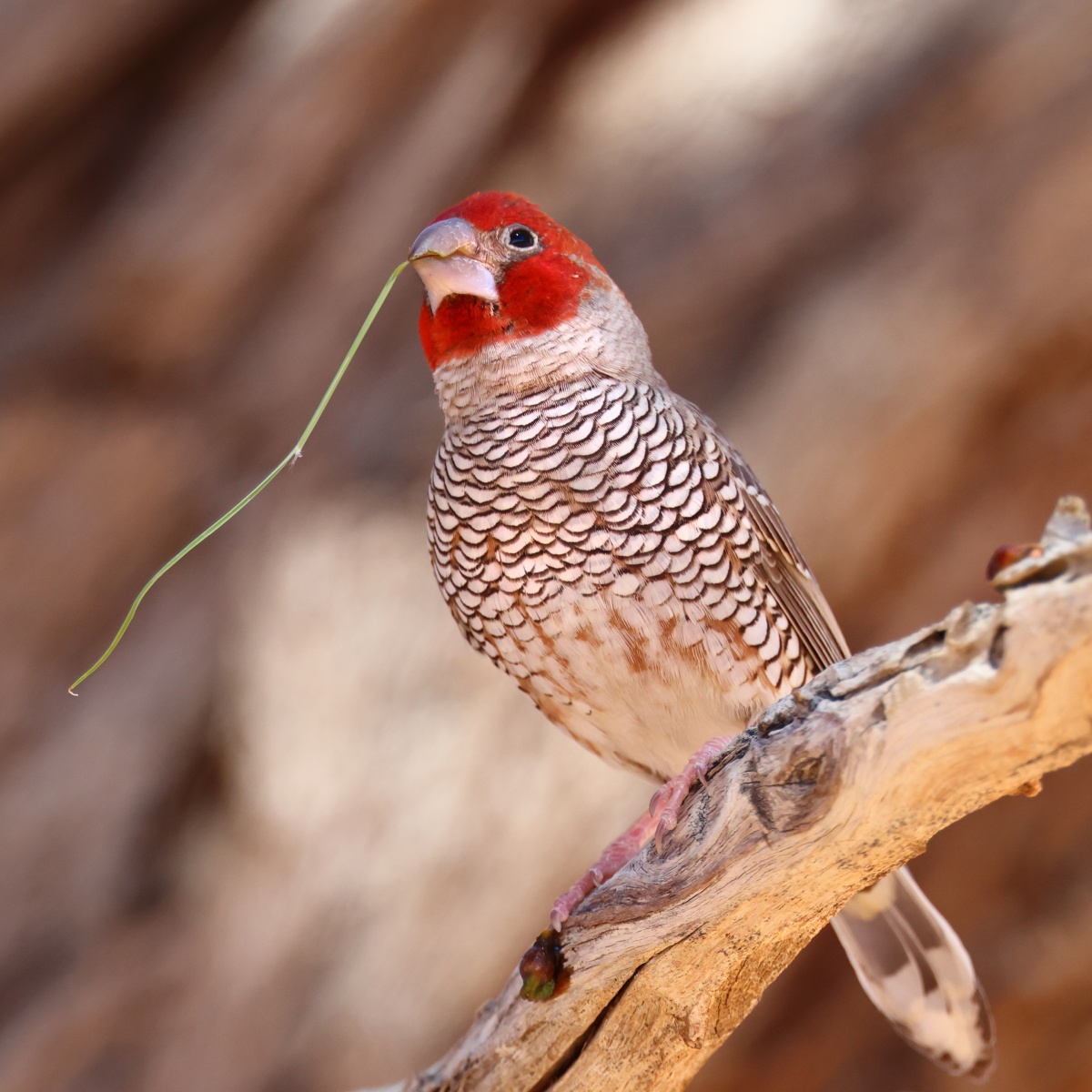 Sesriem campsite - Red-headed finch (Amadina erythrocephala)
