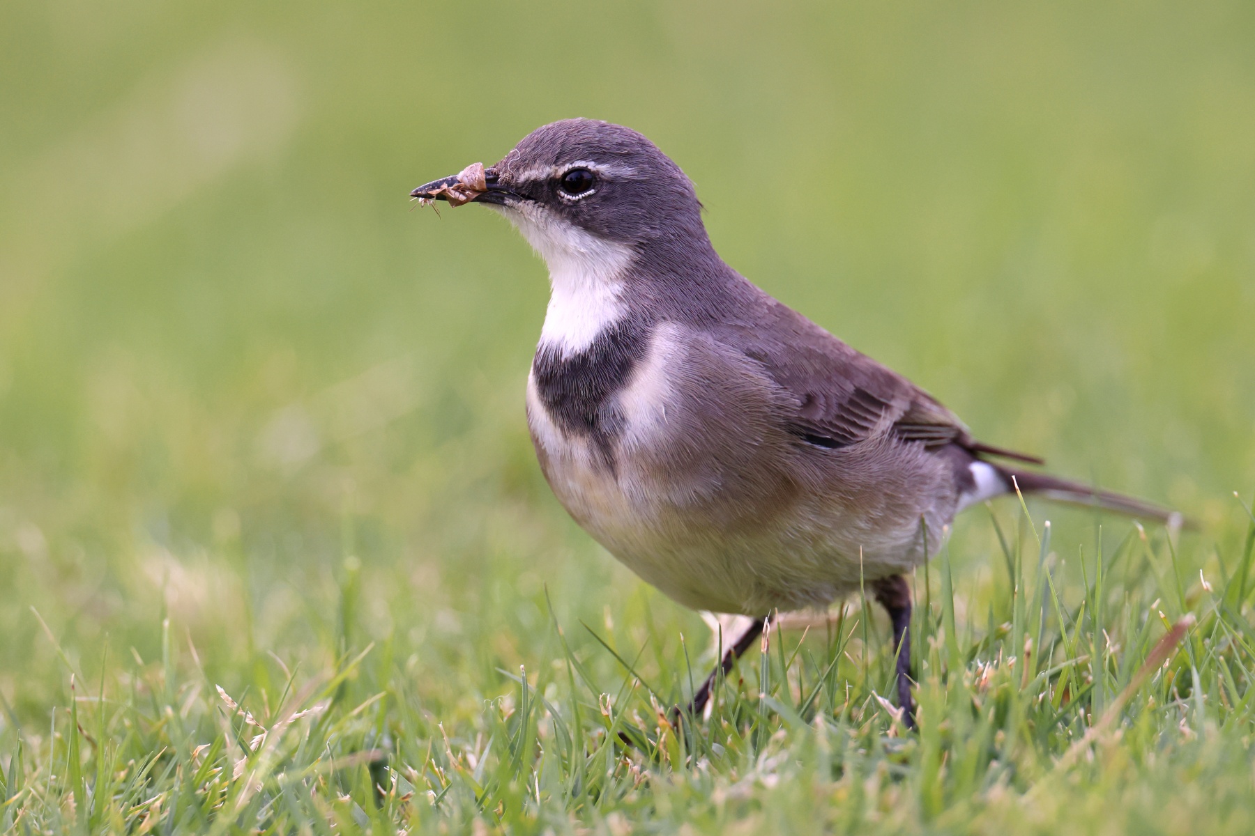 Rossmund Lodge - Cape wagtail (Motacilla capensis)