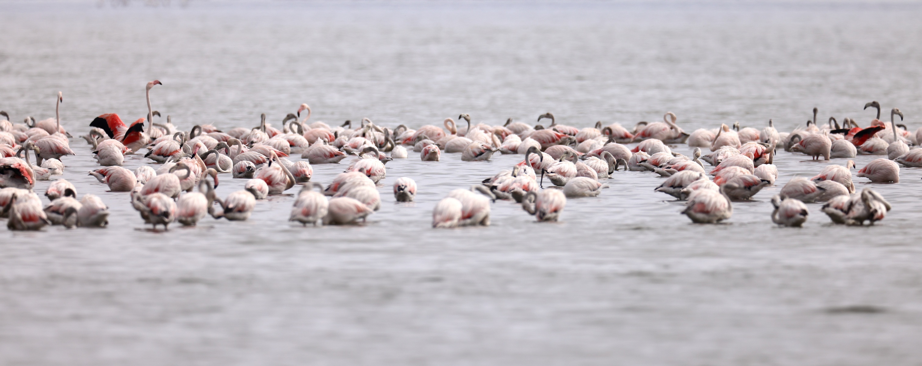 Walvis Bay - Greater Flamingos (Phoenicopterus roseus)