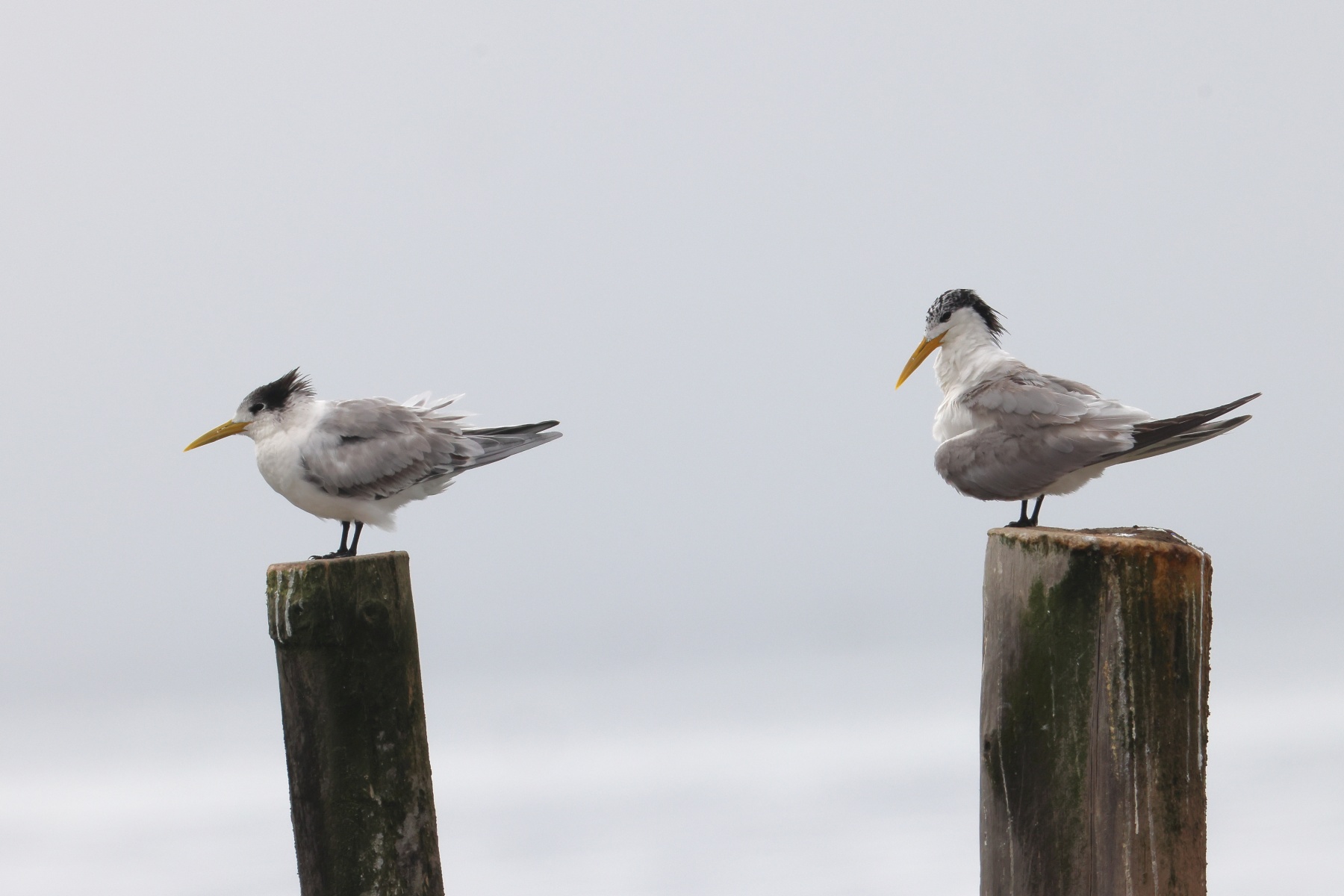 Pelican Point Peninsula - Greater crested terns (Thalasseus bergii)