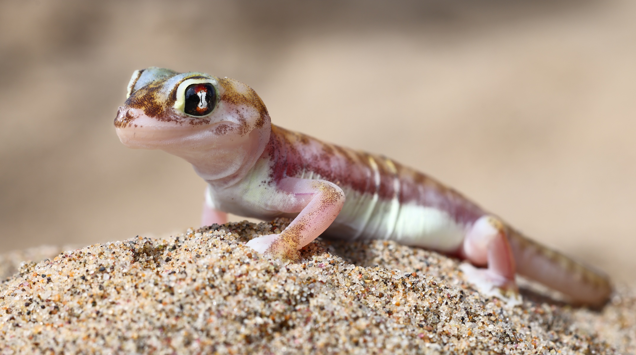 Namib Desert Coast - Namib web-footed gecko (Pachydactylus rangei)