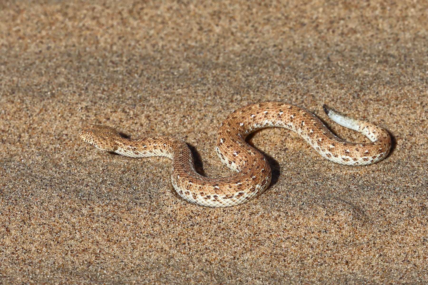 Namib Desert Coast - Peringuey's adder (Bitis peringueyi)