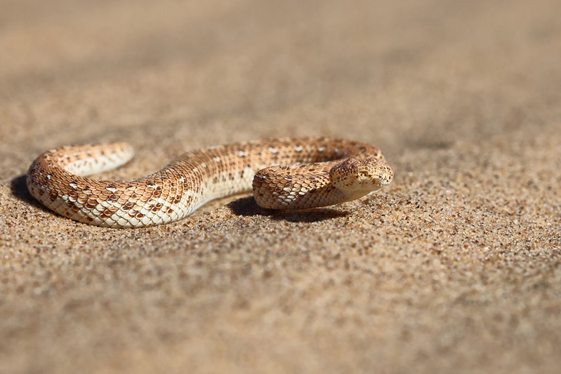 Namib Desert Coast - Peringuey's adder (Bitis peringueyi)