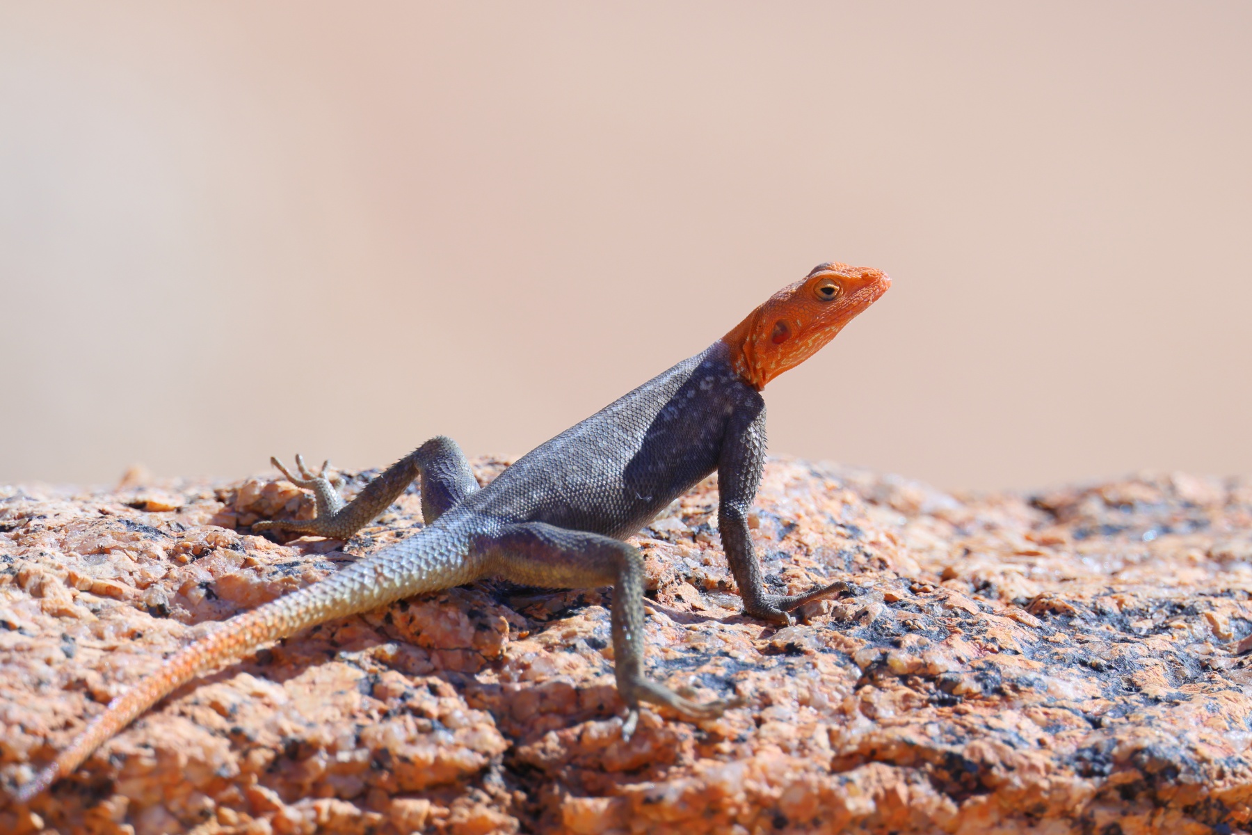 Spitzkoppe - Namib rock agama (Agama planiceps) - Male