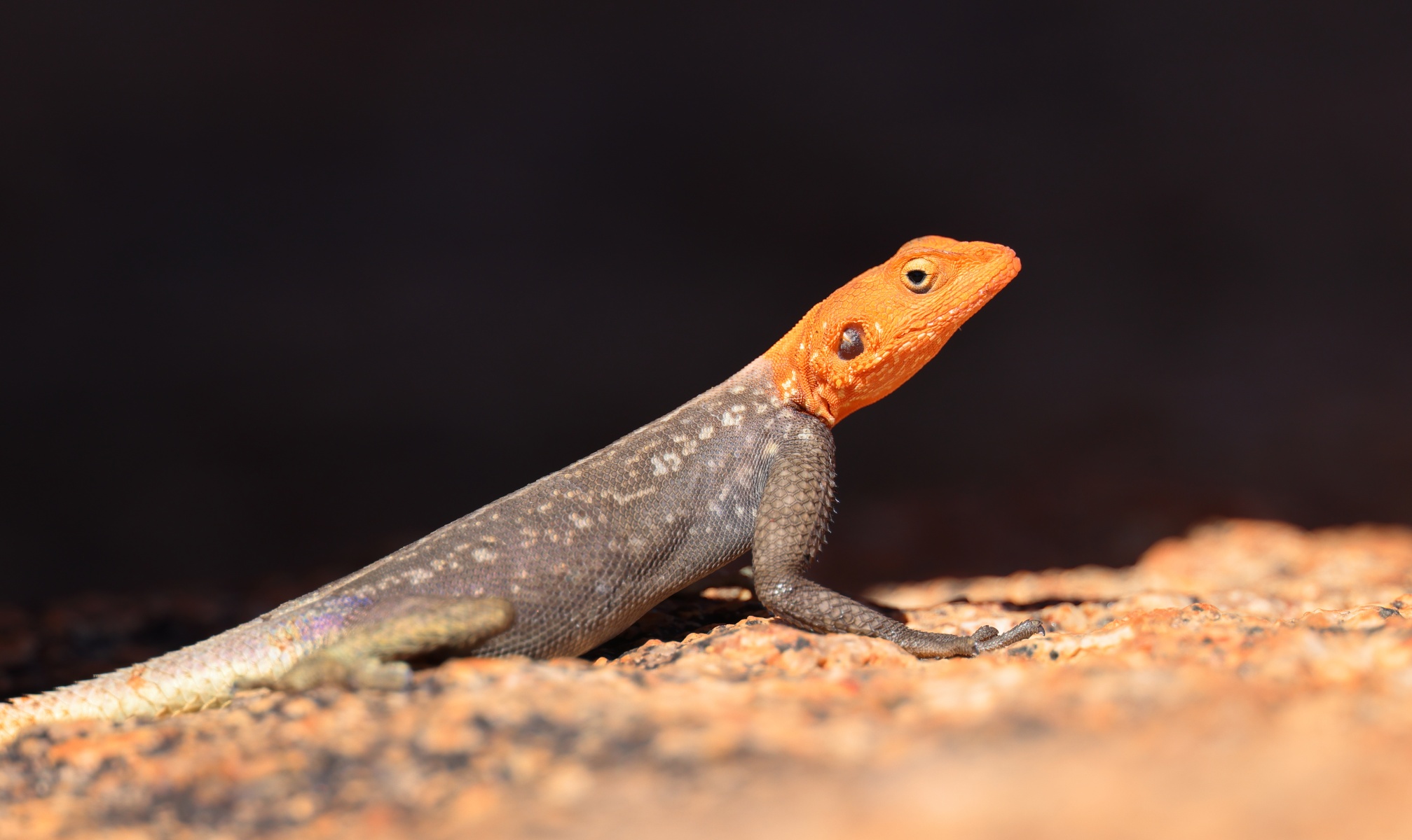 Spitzkoppe - Namib rock agama (Agama planiceps) - Male