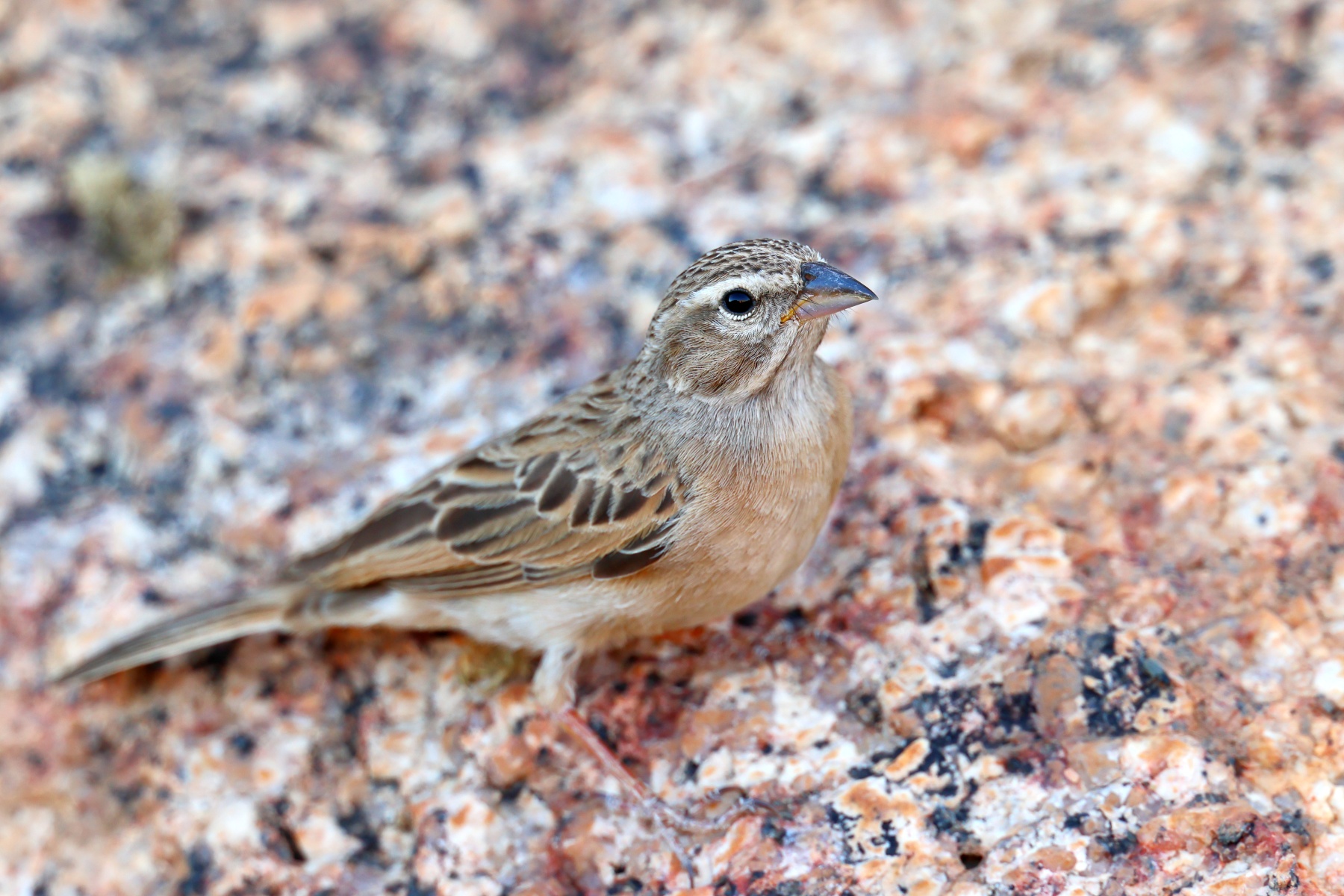 Spitzkoppe - Lark-like bunting (Emberiza impetuani)