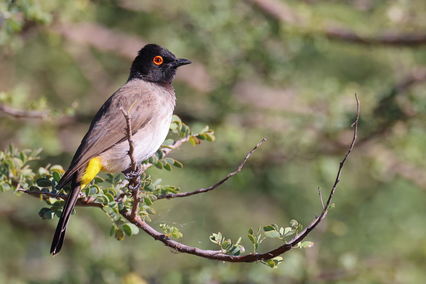 Eldorado Lodge and Camping - African red-eyed bulbul (Pycnonotus nigricans)