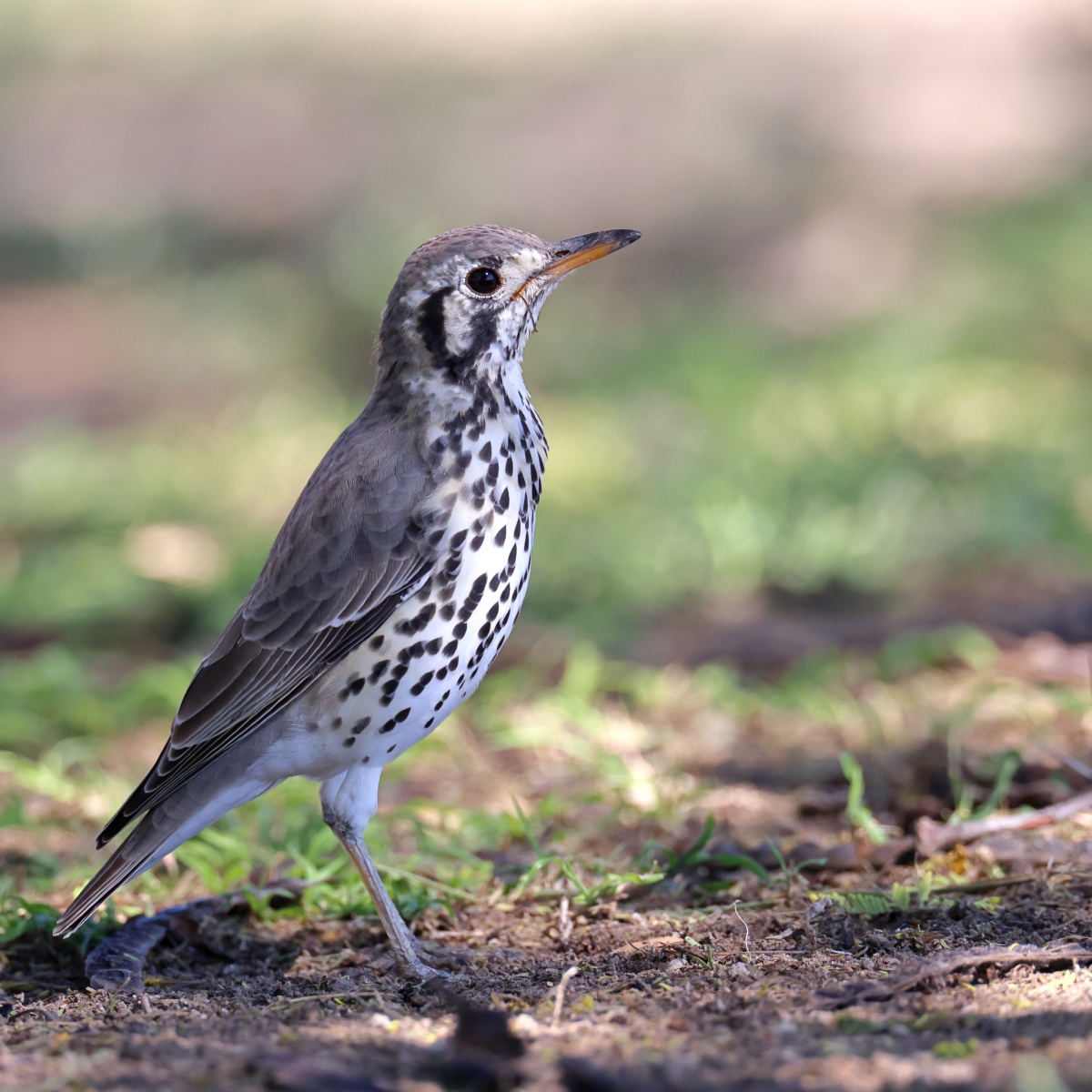 Eldorado Lodge and Camping - Groundscraper thrush (Turdus litsitsirupa)