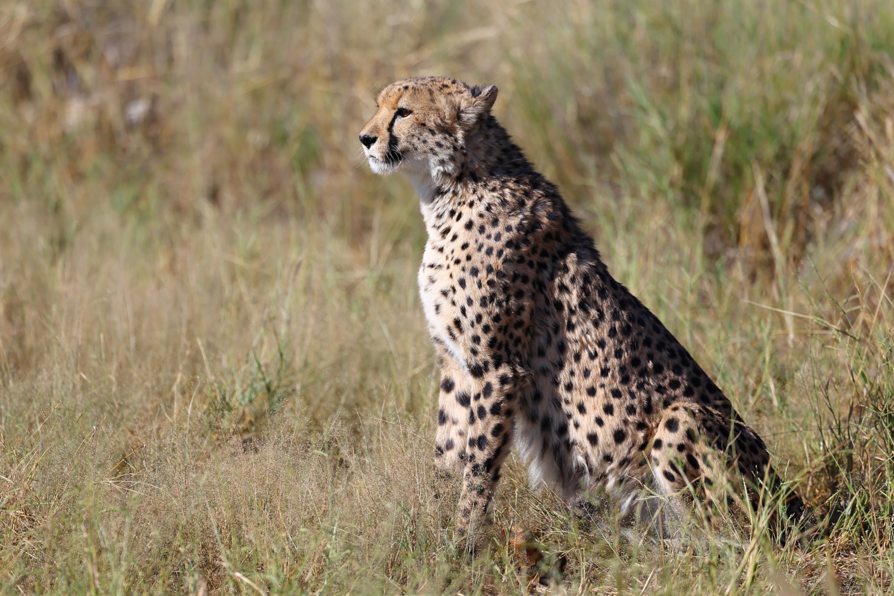 Eldorado Animal Sanctuary - Southeast African cheetah (Acinonyx jubatus jubatus)