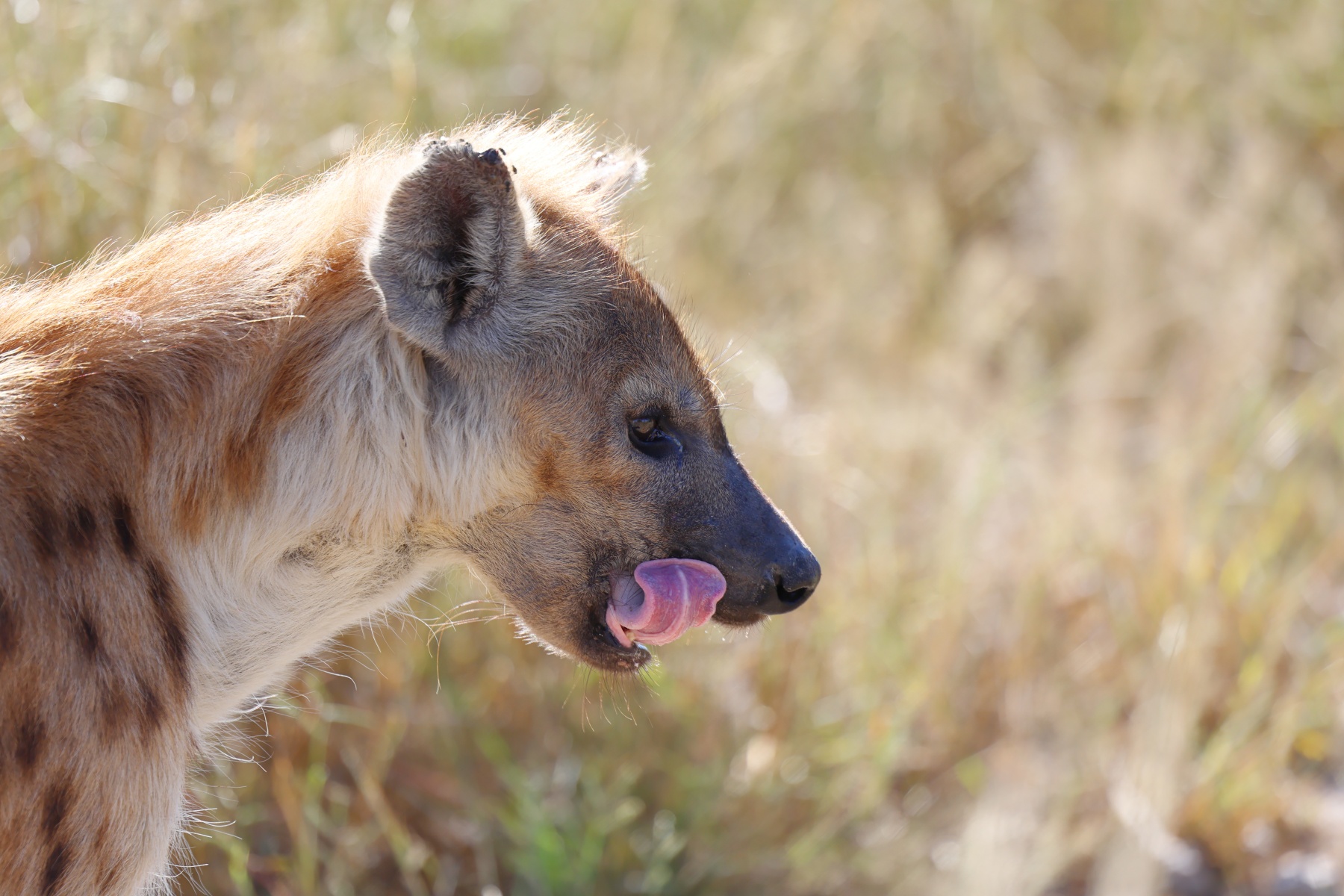 Eldorado Animal Sanctuary - Spotted hyena (Crocuta crocuta)