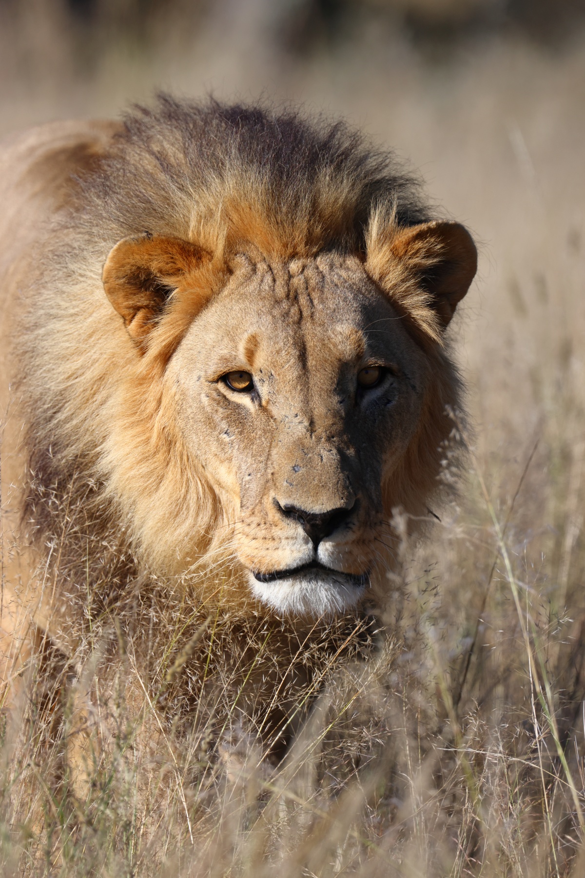 Eldorado Animal Sanctuary - Lion (Panthera leo)