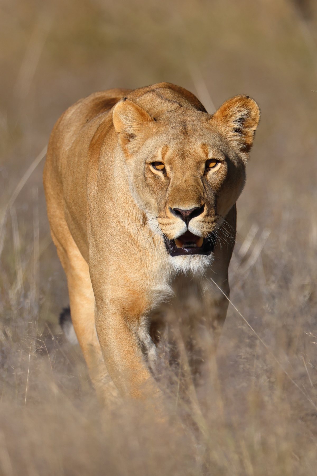 Eldorado Animal Sanctuary - Lioness (Panthera leo)