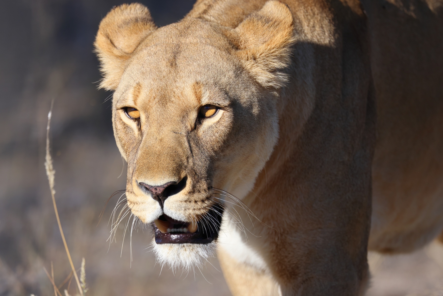 Eldorado Animal Sanctuary - Lioness (Panthera leo)
