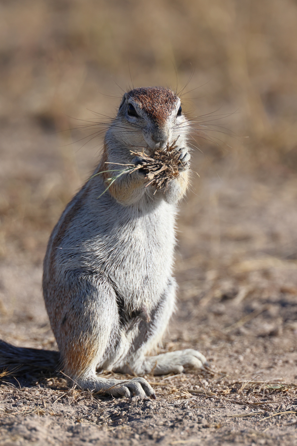 Eldorado Animal Sanctuary - Cape ground squirrel (Xerus inauris)