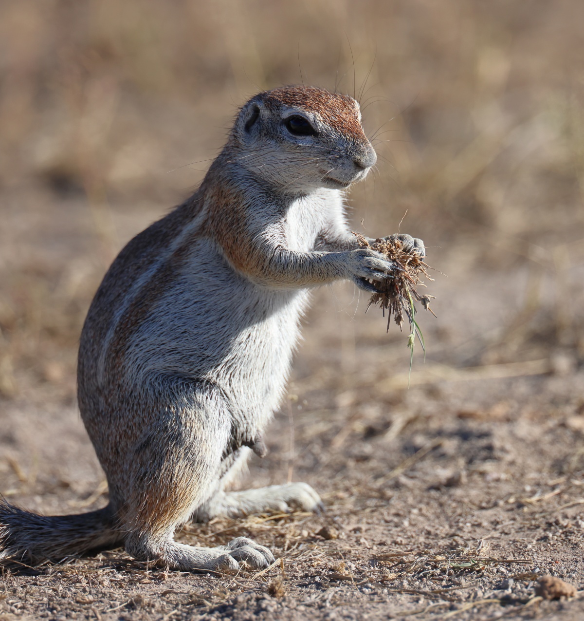 Eldorado Animal Sanctuary - Cape ground squirrel (Xerus inauris)