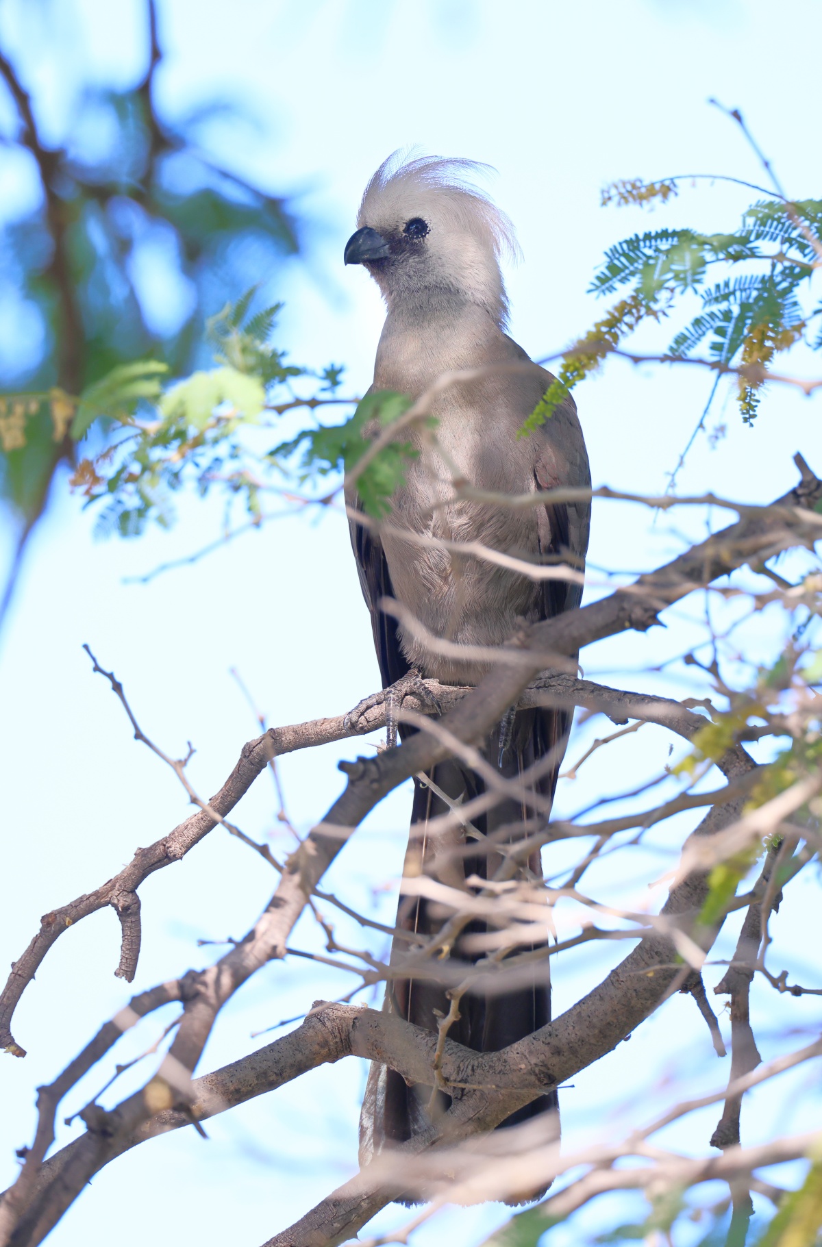 Eldorado Lodge and Camping - Grey go-away-bird (Crinifer concolor)