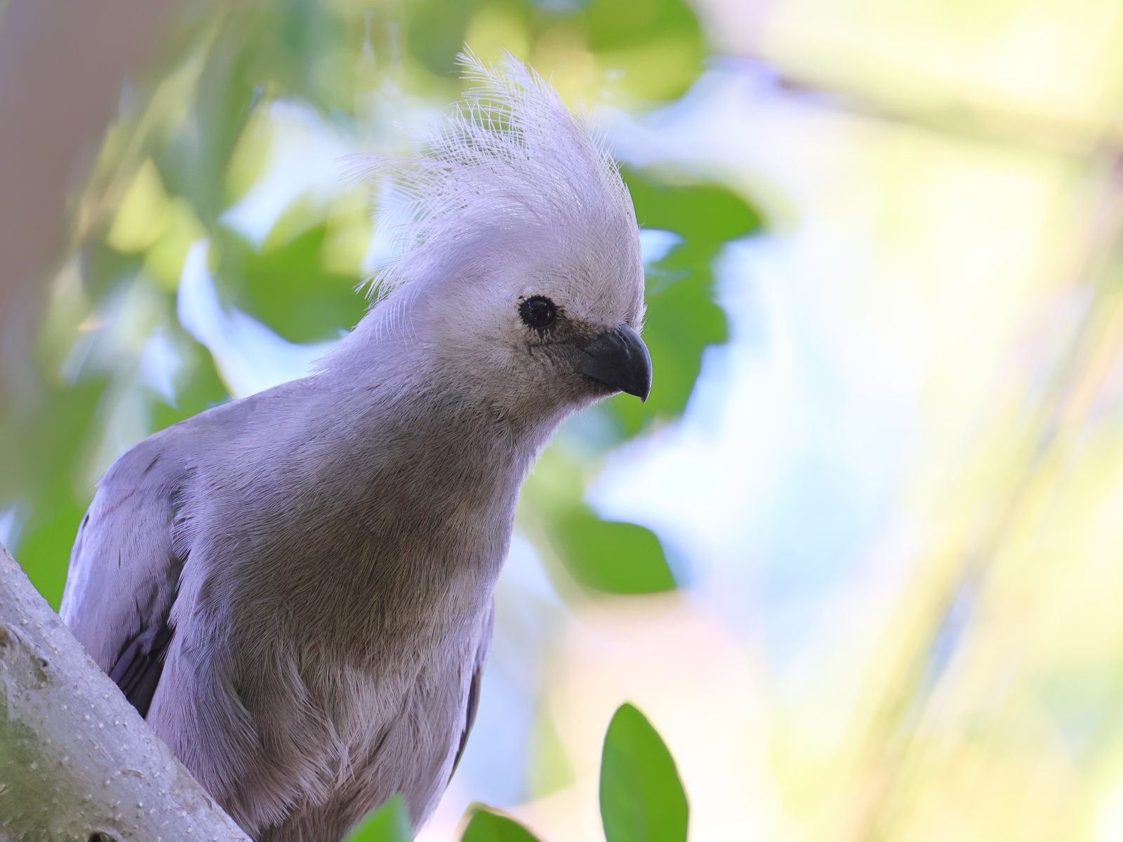Eldorado Lodge and Camping - Grey go-away-bird (Crinifer concolor)