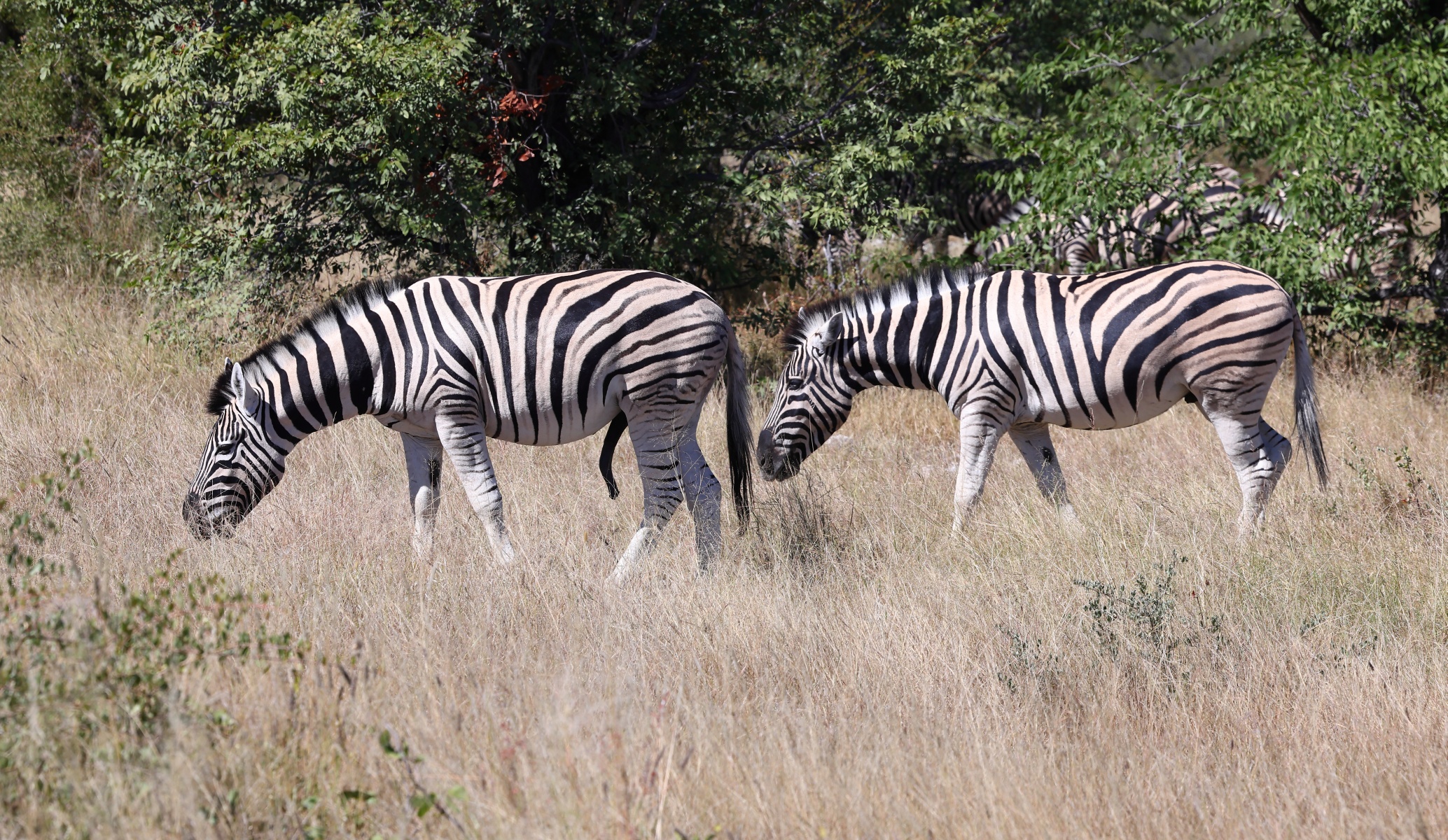 Etosha - Burchell's zebra (Equus quagga burchellii)
