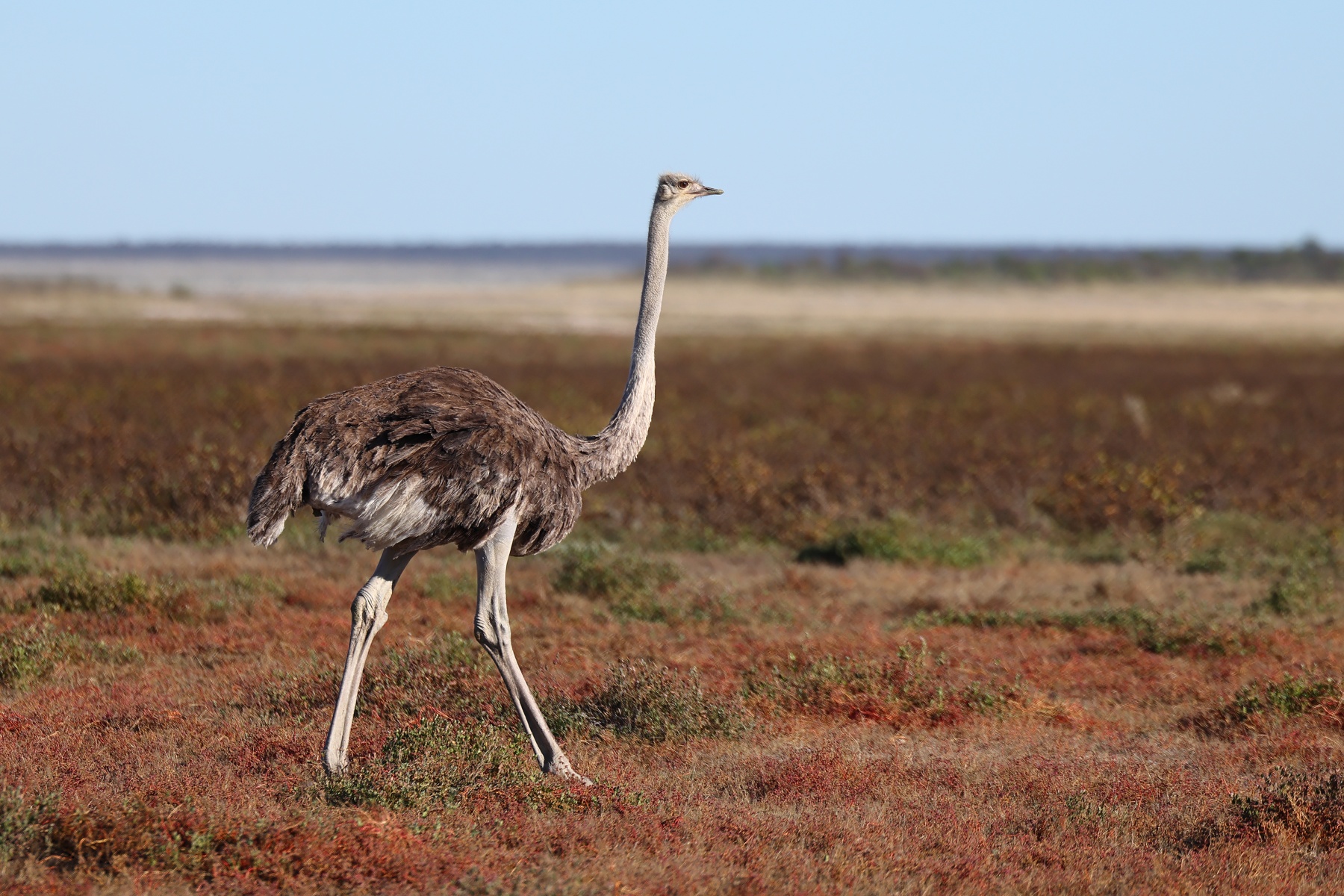 Etosha - South African ostrich (Struthio camelus australis)